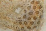 Polished Fossil Coral Head - Indonesia #210921-1